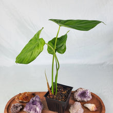 Load image into Gallery viewer, Philodendron Pastazanum, Exact Plant