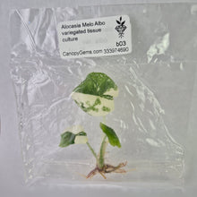 Load image into Gallery viewer, Alocasia Melo Albo variegated tissue culture 2DayAir