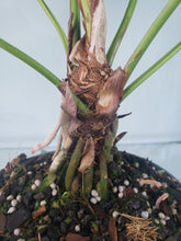 Load image into Gallery viewer, Anthurium Brownii 6" pot, Fedex 2day