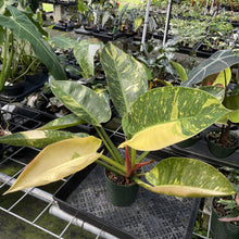 Load image into Gallery viewer, Philodendron Green Congo Nuclear Variegated exact plant, Fedex 2day