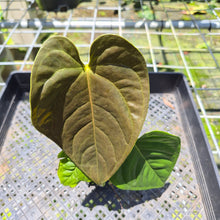 Load image into Gallery viewer, Anthurium Moodeanum x Veitchii, exact plant, Fedex 2day*