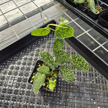 Load image into Gallery viewer, Scindapsus Snake Scale exact plant, Fedex 2day*