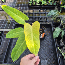 Load image into Gallery viewer, Philodendron Goldiana 4" pot, Fedex 2day*