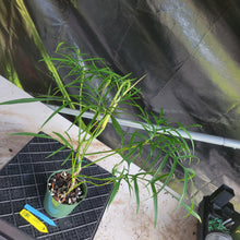 Load image into Gallery viewer, Philodendron Polypodioides, Exact Plant Ships Nationwide