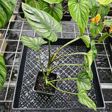 Load image into Gallery viewer, Philodendron Mamei, Exact Plant Ships Nationwide