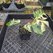 Load image into Gallery viewer, Rhaphidophora Tetrasperma Albo, Exact Plant Variegated Ships Nationwide