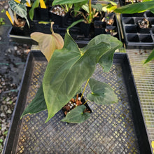 Load image into Gallery viewer, Anthurium Papillilaminum Fort Sherman X ( FS X Ralph Lynam) 4" pot, Fedex 2day*