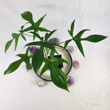 Load image into Gallery viewer, Philodendron Quercifolium x Pedatum 4" pot, Fedex 2day*