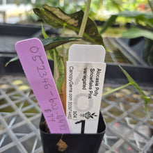 Load image into Gallery viewer, Alocasia polly snowflake pink variegated, Exact Plant Ships Nationwide.