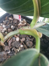 Load image into Gallery viewer, Gigas, exact plant, Philodendron, ships nationwide