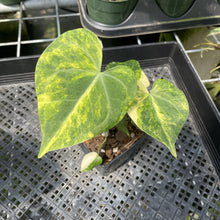 Load image into Gallery viewer, Anthurium Clarinervium Variegated exact plant, Fedex 2day*