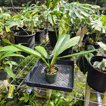 Load image into Gallery viewer, Philodendron Campii Lynette, Exact Plant Ships Nationwide