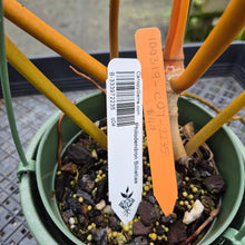 Load image into Gallery viewer, Philodendron Billietiae exact plant, Fedex 2day*
