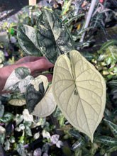 Load image into Gallery viewer, Alocasia Dragon Scale Albo Variegated 2.5" pot, Fedex 2day*