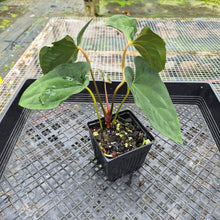Load image into Gallery viewer, Anthurium Papillilaminum Fort Sherman X ( FS X Ralph Lynam), Exact Plant