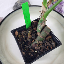 Load image into Gallery viewer, Rhaphidophora Decursiva 4" pot, Fedex 2 day*