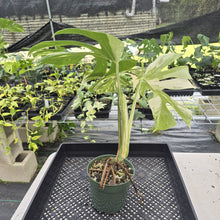 Load image into Gallery viewer, Monstera Borsigiana Albo Deliciosa Variegated exact plant, Fedex 2day