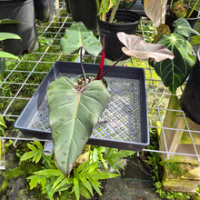 Load image into Gallery viewer, Philodendron Dark Lord, Exact Plant Ships Nationwide