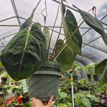 Load image into Gallery viewer, Anthurium Ace of Spades exact plant, Fedex 2day*