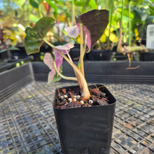 Load image into Gallery viewer, Alocasia polly pink variegated, Exact Plant Ships Nationwide.