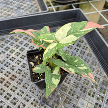 Load image into Gallery viewer, Syngonium Red Spot Tricolor Variegated exact plant, Fedex 2day*