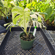 Load image into Gallery viewer, Monstera Borsigiana Albo Deliciosa, Exact Plant Variegated Ships Nationwide