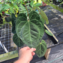 Load image into Gallery viewer, Anthurium Ace of Spades, Exact Plant Ships Nationwide
