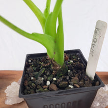 Load image into Gallery viewer, Alocasia Cucullata Variegated 4" pot, Fedex 2 day*