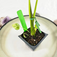 Load image into Gallery viewer, Alocasia Gageana Aurea, Exact Plant Variegated