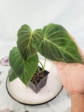 Load image into Gallery viewer, Philodendron Splendid, Exact Plant
