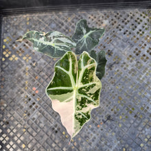 Load image into Gallery viewer, Alocasia polly snowflake variegated, Exact Plant Ships Nationwide.