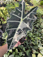 Load image into Gallery viewer, Alocasia Amazonica Large Form Pink Variegated Fedex 2day*