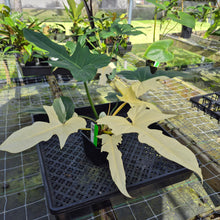 Load image into Gallery viewer, Philodendron Golden Dragon, Exact Plant Variegated
