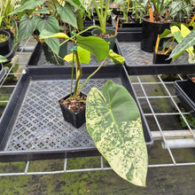 Load image into Gallery viewer, Philodendron Ilsemanii Variegated exact plant, Fedex 2day*