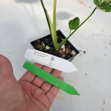 Load image into Gallery viewer, Monstera Deliciosa Mint Exact Plant Variegated Ships Nationwide