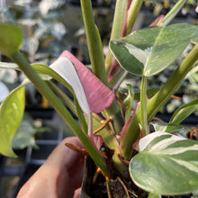 Load image into Gallery viewer, Philodendron White Princess Variegated exact plant, Fedex 2day*