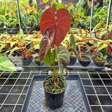 Load image into Gallery viewer, Anthurium Moodeanum x Andraeanum, Exact Plant, Ships Nationwide
