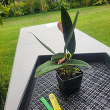 Load image into Gallery viewer, Anthurium Scherzerianum "Pig Tail", Exact Plant Ships Nationwide