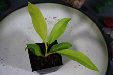 Load image into Gallery viewer, Philodendron Thai Sunrise Exact Plant Ships nationwide