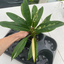 Load image into Gallery viewer, Philodendron Wend Imbe Variegated exact plant, Fedex 2day*