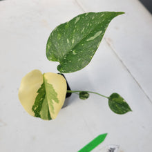 Load image into Gallery viewer, Monstera deliciosa green snow, Exact Plant Ships Nationwide