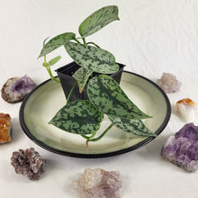 Load image into Gallery viewer, Scindapsus Silver Lady 4" pot, Fedex 2day*