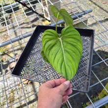 Load image into Gallery viewer, Philodendron Pastazanum, Exact Plant