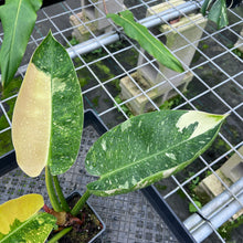 Load image into Gallery viewer, Philodendron Green Congo Nuclear Variegated 4" pot, Fedex 2day*