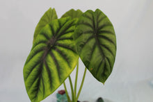 Load image into Gallery viewer, Alocasia Green Shield Exact Plant
