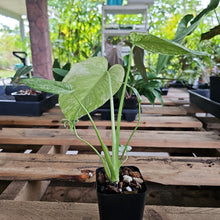 Load image into Gallery viewer, Monstera Deliciosa Mint Exact Plant Variegated Ships Nationwide