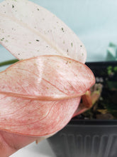 Load image into Gallery viewer, Whipple Way, Exact Plant, variegated Philodendron