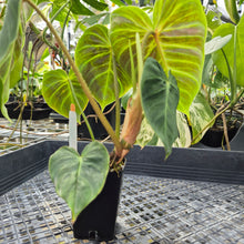 Load image into Gallery viewer, Philodendron Verrucosum Melon 2.5" pot, Fedex 2day*