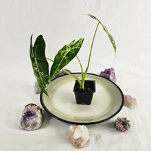 Load image into Gallery viewer, Alocasia Frydek, Exact Plant Variegated with baby