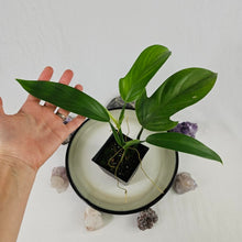 Load image into Gallery viewer, Philodendron Panduriforme 4" pot, Fedex 2day*